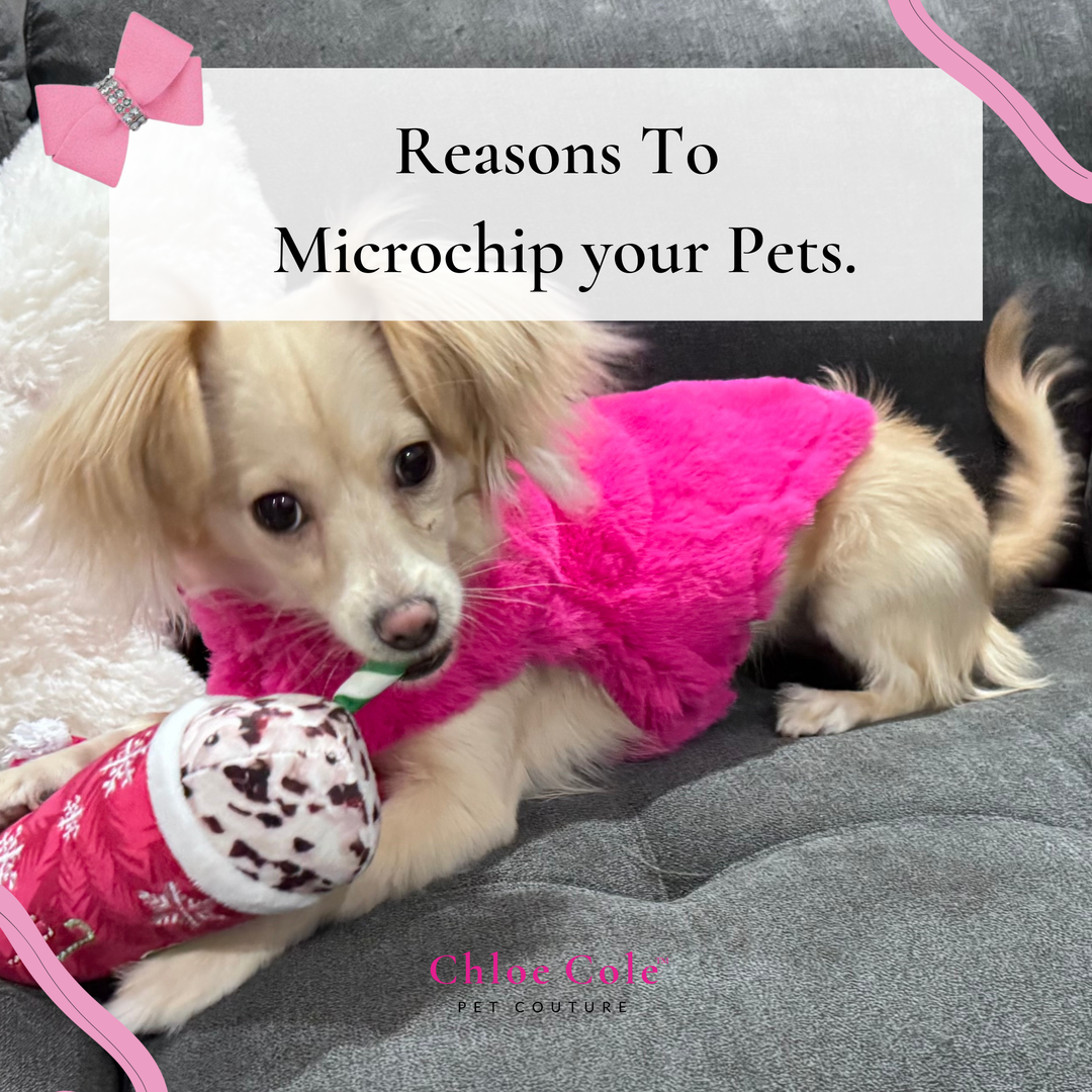 Microchipping Your Pet: Why It’s Essential