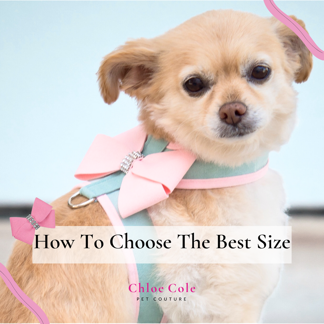 How to Measure Your Pet: A Guide to Perfectly Fitting Apparel and Accessories