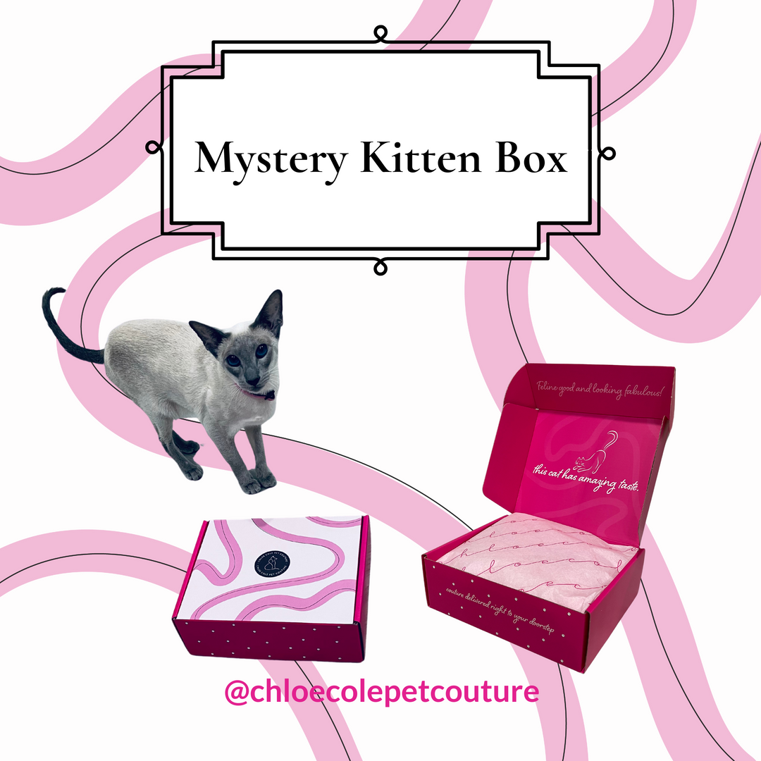Mystery Kitten Box - full of cat toys - limited supply