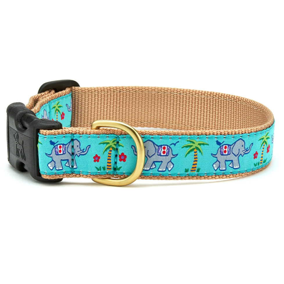 Trunk Show Dog Collar