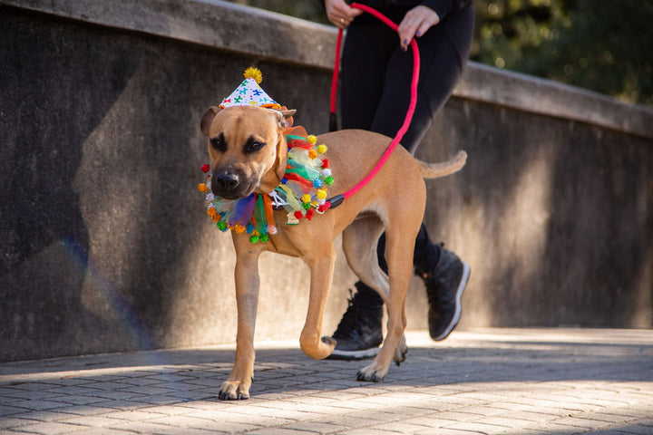Celebration/Birthday Hat & Collar Set for  Large Dogs