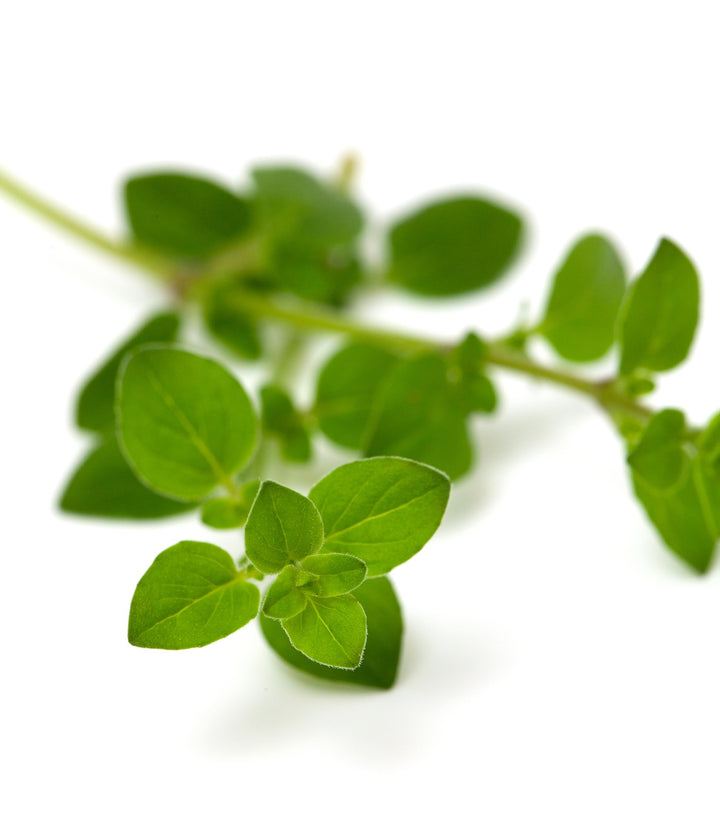 Shampoo, Conditioner with Free Gift Essential Calming Oil