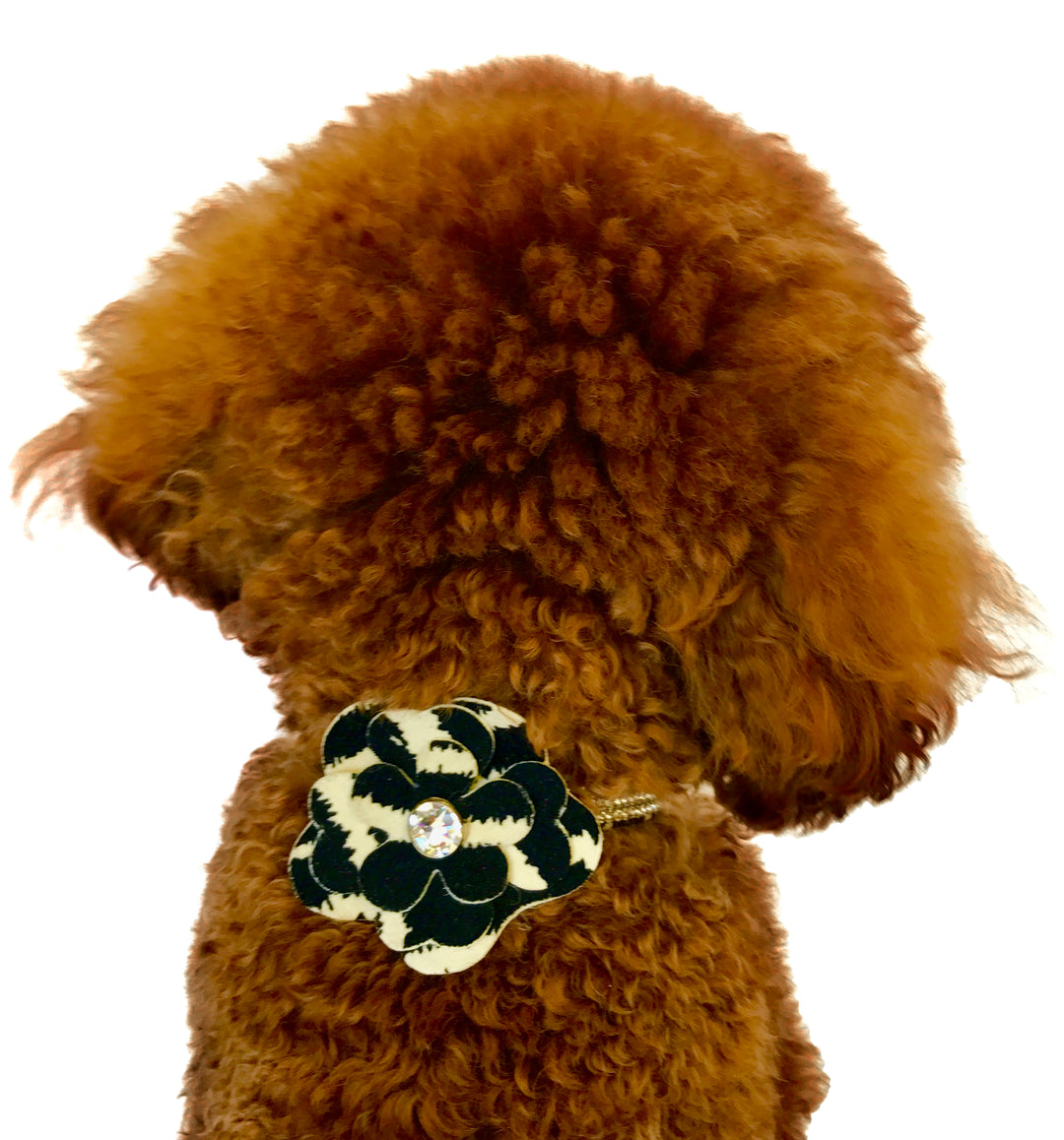 Zebra Garden Flower Collar Sliders