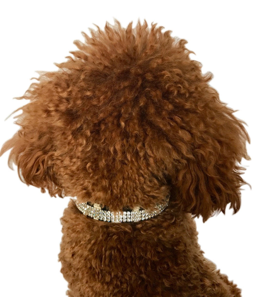 Zebra Movie Star Collar 3 Row w/ Crystals