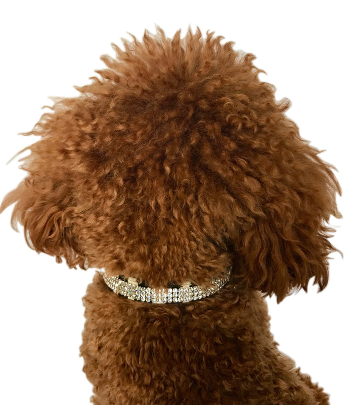 Zebra Movie Star Collar 3 Row w/ Crystals