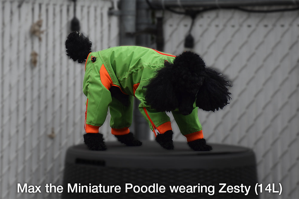 Edgy Dog Body Suit