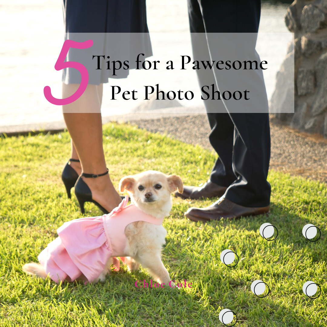 Five tips for a great pet photo shoot