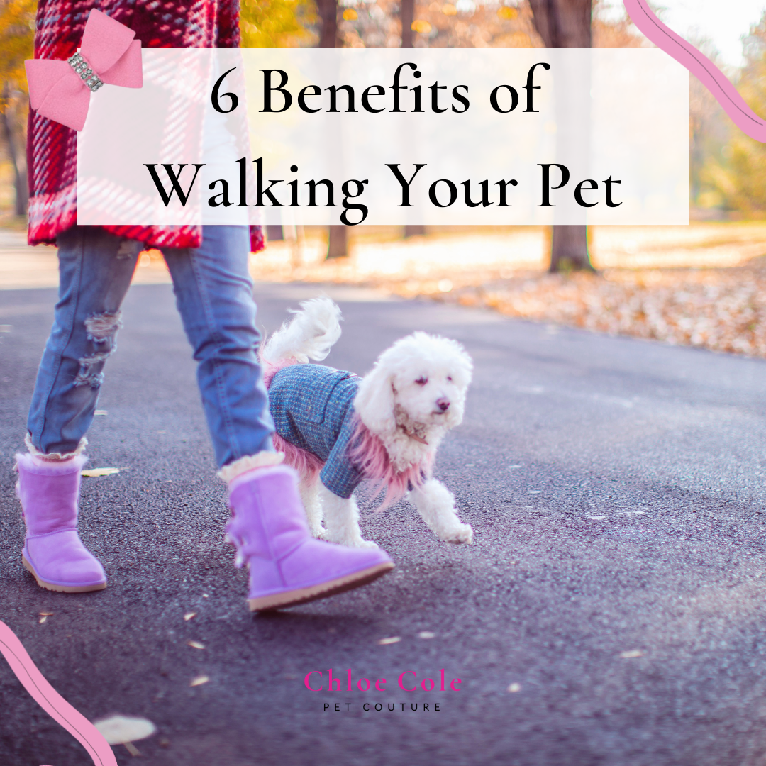 Woman walking dog in the street. There are many benefits to walking your pet for you and your pet.