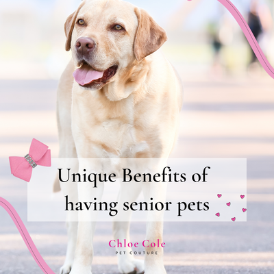 The Unique Benefits of Having or Adopting a Senior Pet