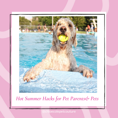 Hot Summer Hacks for Pet Parents: 3 Warm Weather Tips to Keep Your Pet Safe and Feeling Great