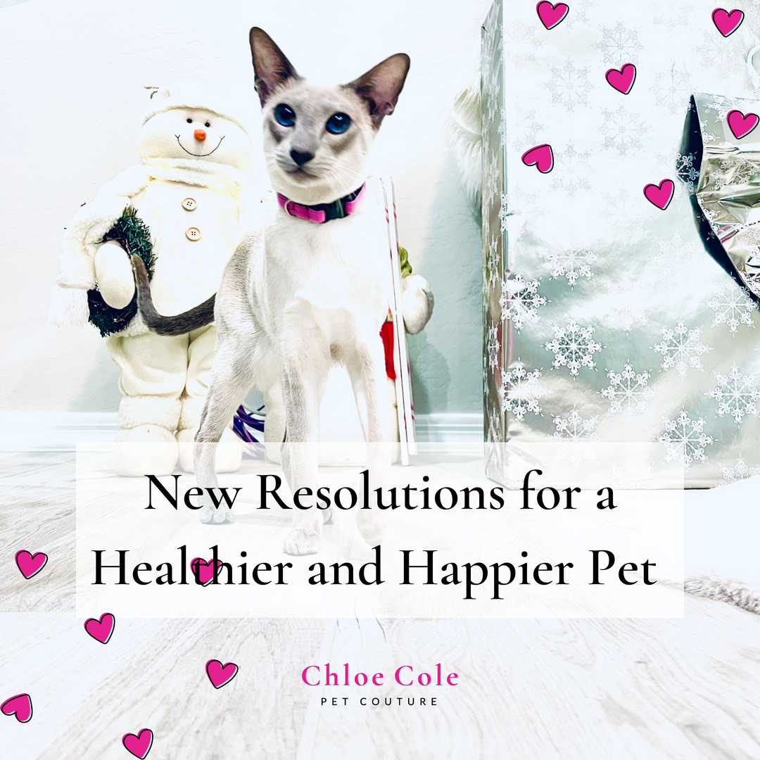 New Resolutions for a Healthier and Happier Pet