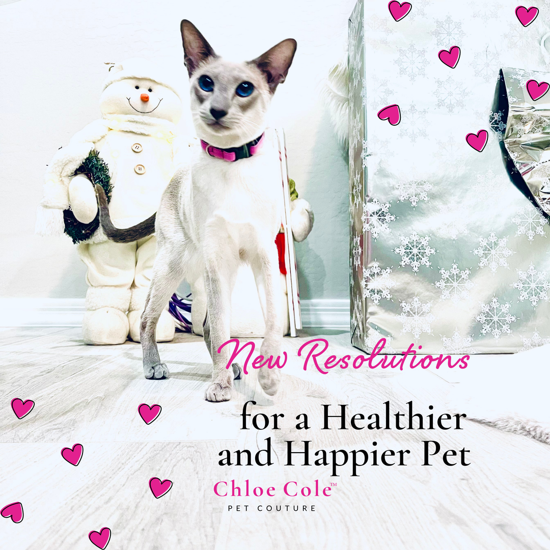 New Resolutions for a Healthier and Happier Pet