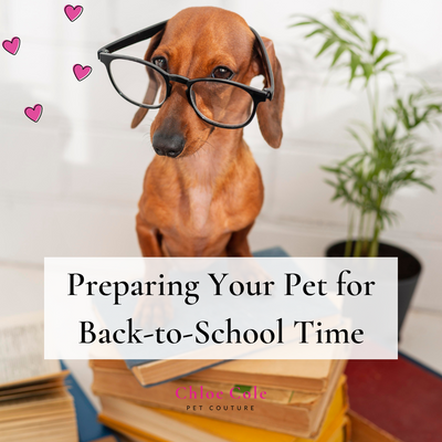 Preparing your Pet for Back-to-School Time