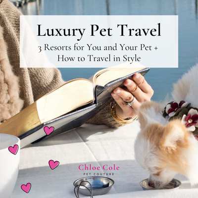 Luxury Pet Travel