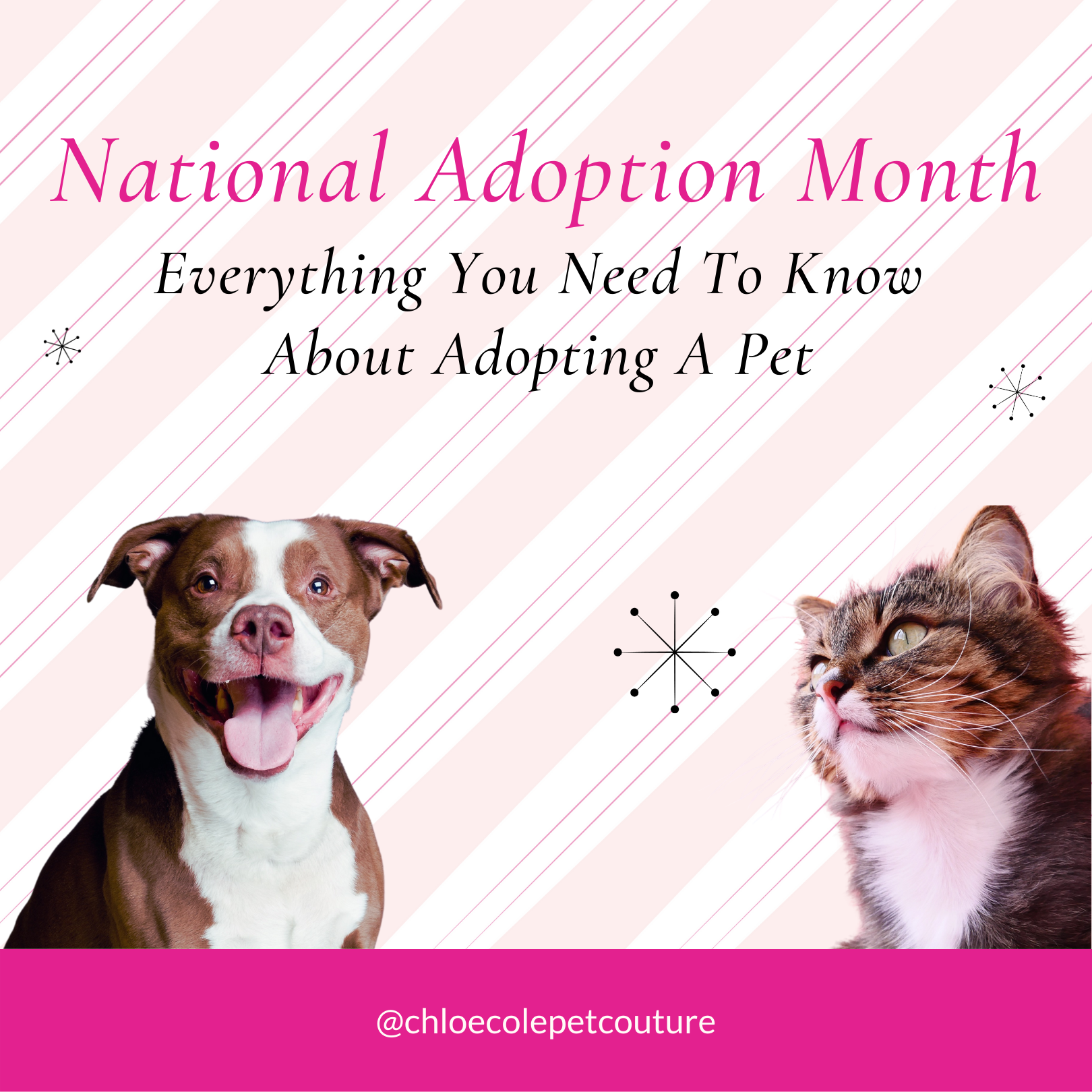 Celebrate National Adoption Month: Everything you Need to Know About A ...