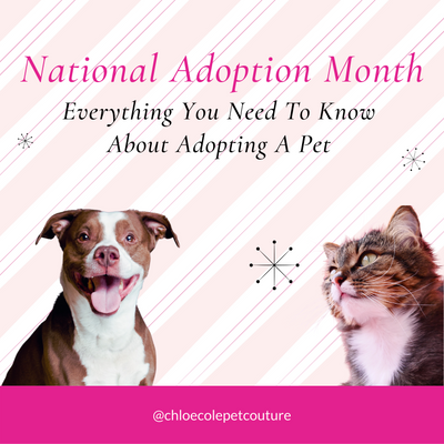 Celebrate National Adoption Month: Everything you Need to Know About Adopting a Pet