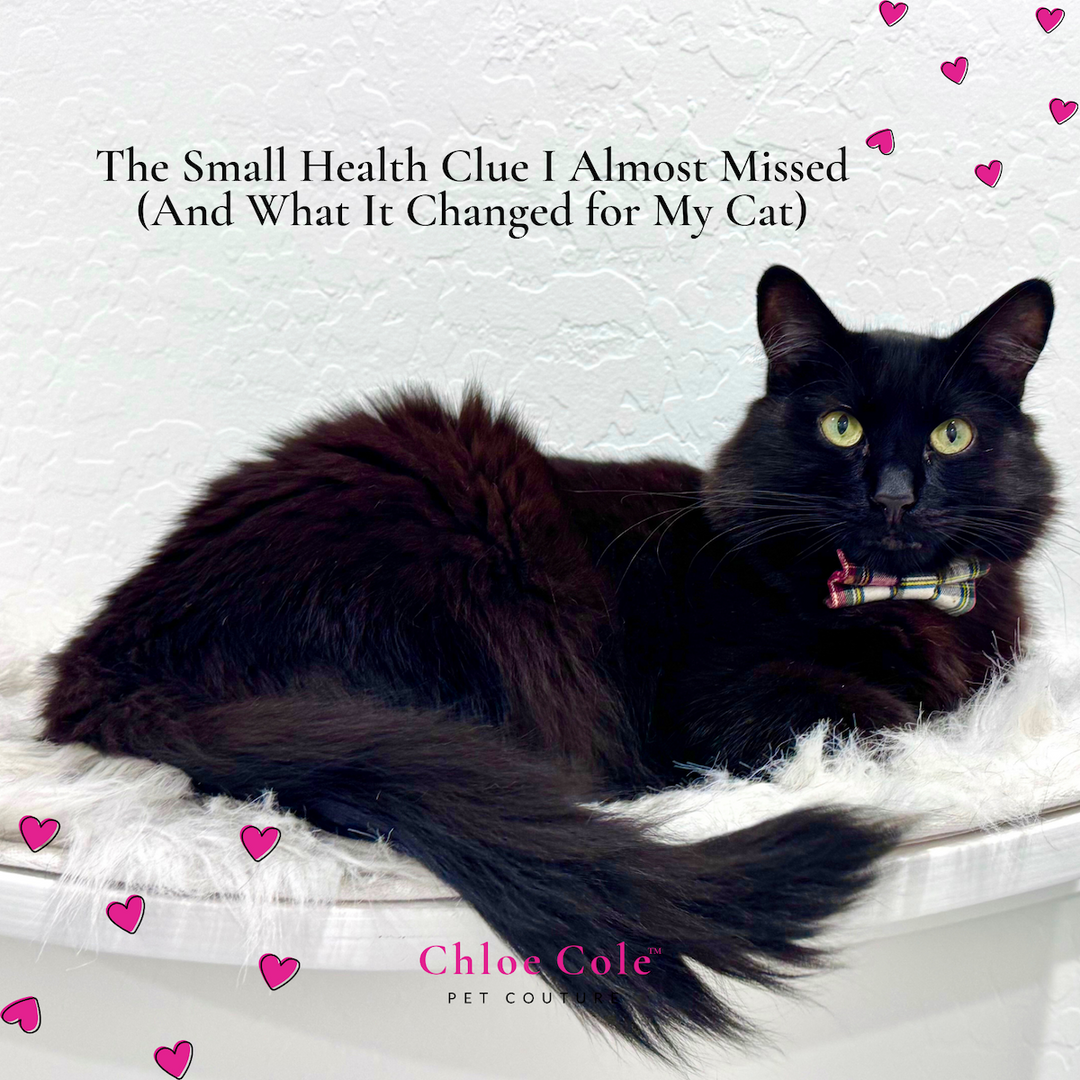 The Small Health Clue I Almost Missed (And What It Changed for My Cat)