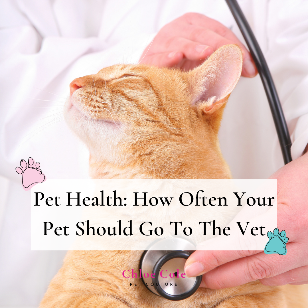 Pet Health: How Often Your Pet Should Go To The Vet