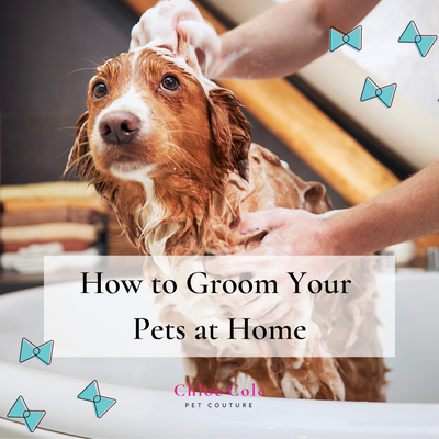 How to Groom Your Pets at Home