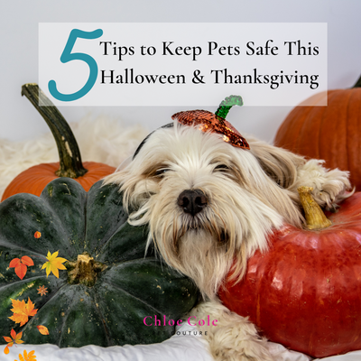 Pet Health: 5 Tips to Keep Pets Safe This Halloween & Thanksgiving
