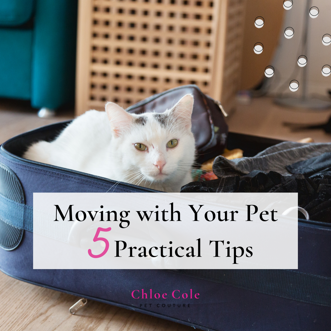 Moving with Your Pet: 5 Practical Tips