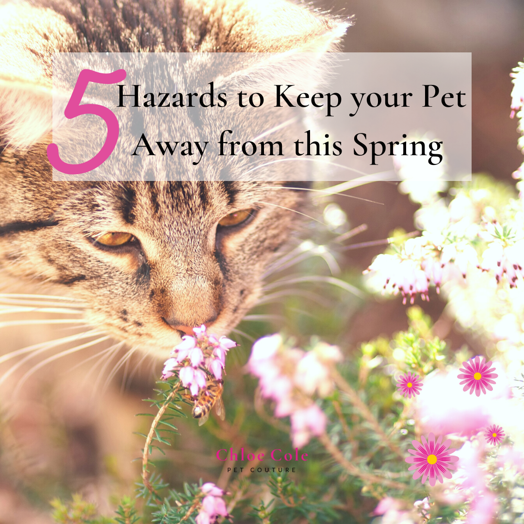 Pet Health: 5 Hazards to Keep your Pet Away from this Spring