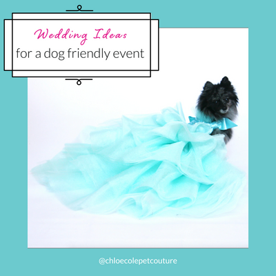 5 Dog Wedding Attire Ideas Perfect for a Magical Day