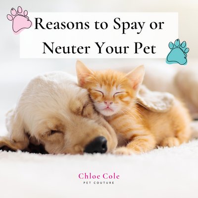 Reasons to Spay or Neuter Your Pet