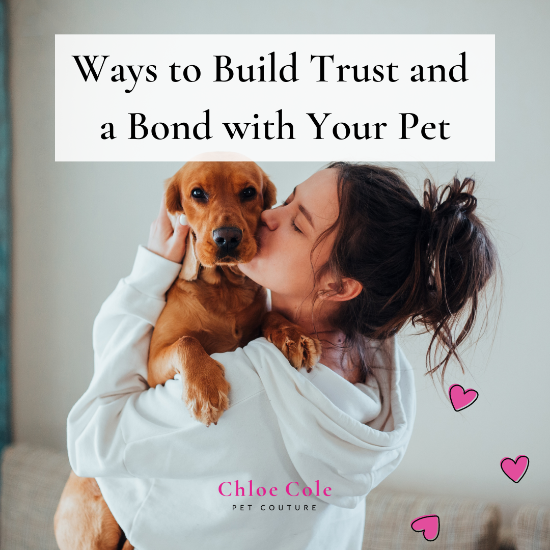 Ways to Build Trust and a Bond with Your Pet