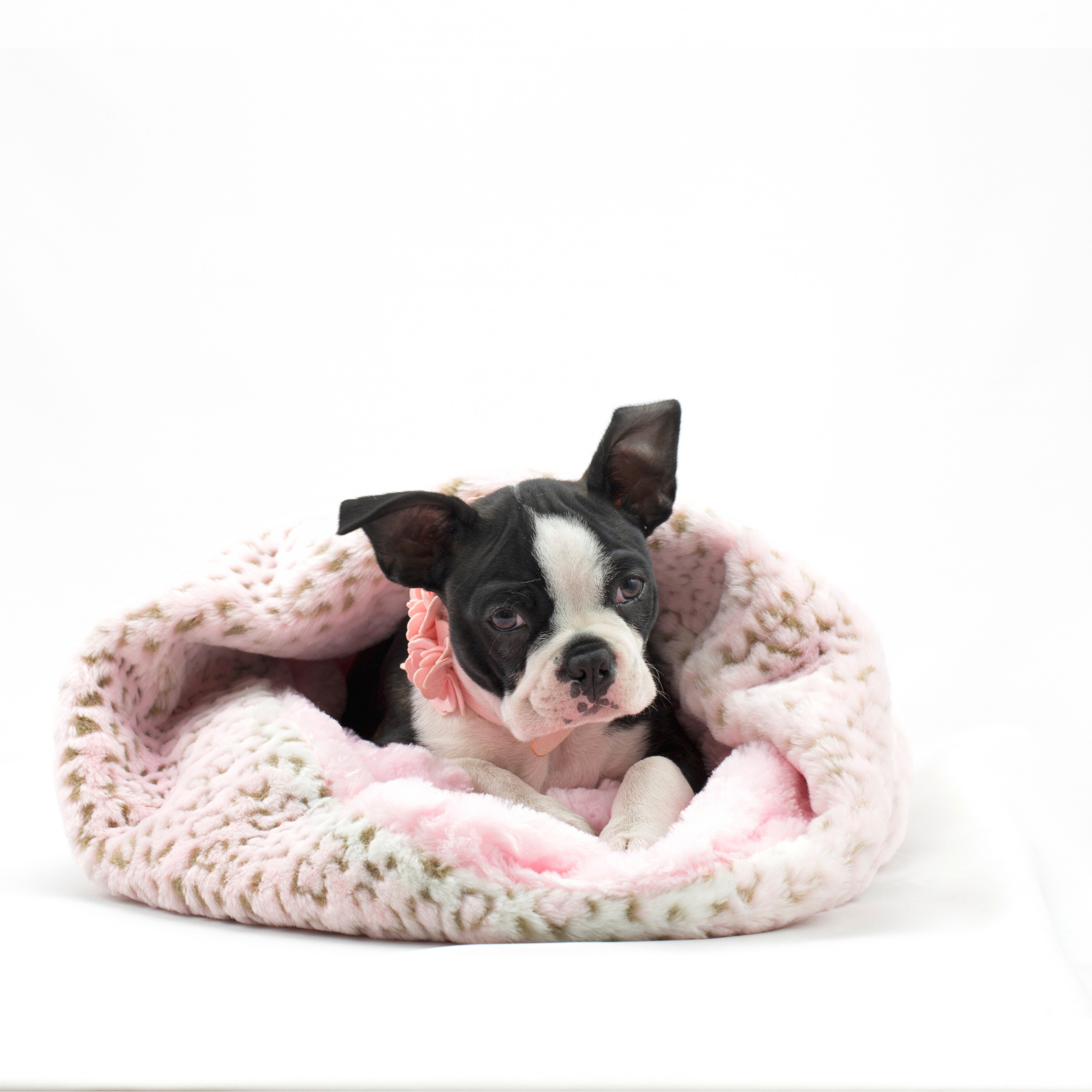 Luxury Beds, Designer Plush Beds