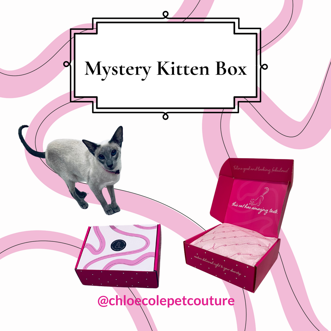 Mystery Kitten Box - full of toys - limited supply- Ships Free