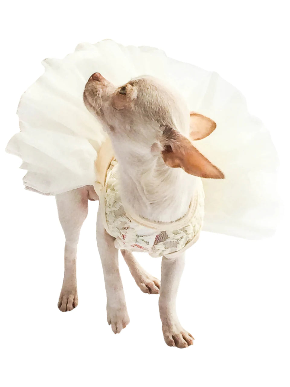 Fufu Tutu Lace Pet Dress (Color Options)
