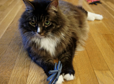 Slate Blue Cat 3 Toy Gift Set + Cat Yoga Mat