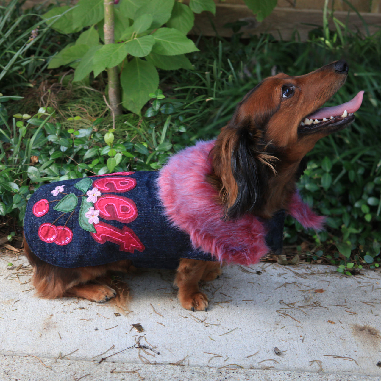 The Ava Denim with Silk Applique Dog Coat