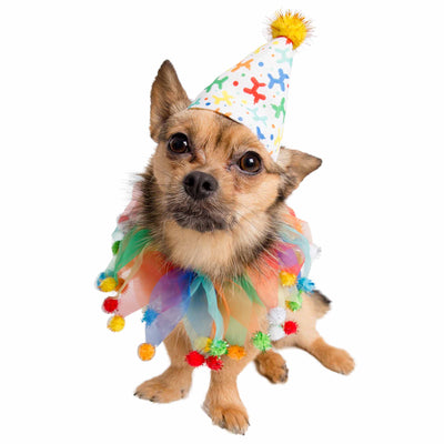 Celebration/Birthday Hat & Collar Set for  Large Dogs