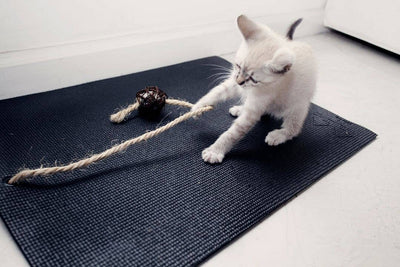 Black Cat 3 Toy Gift Set + Cat Yoga Mat