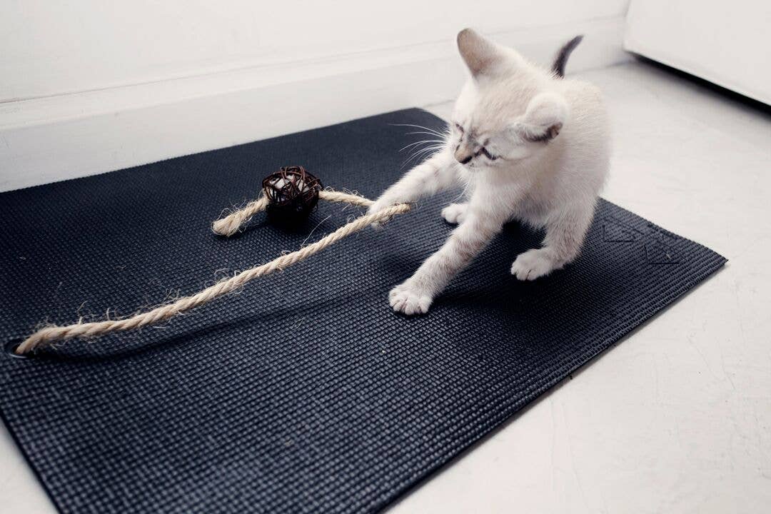 Slate Blue 3 Cat Toy Gift Set + Cat Yoga Mat