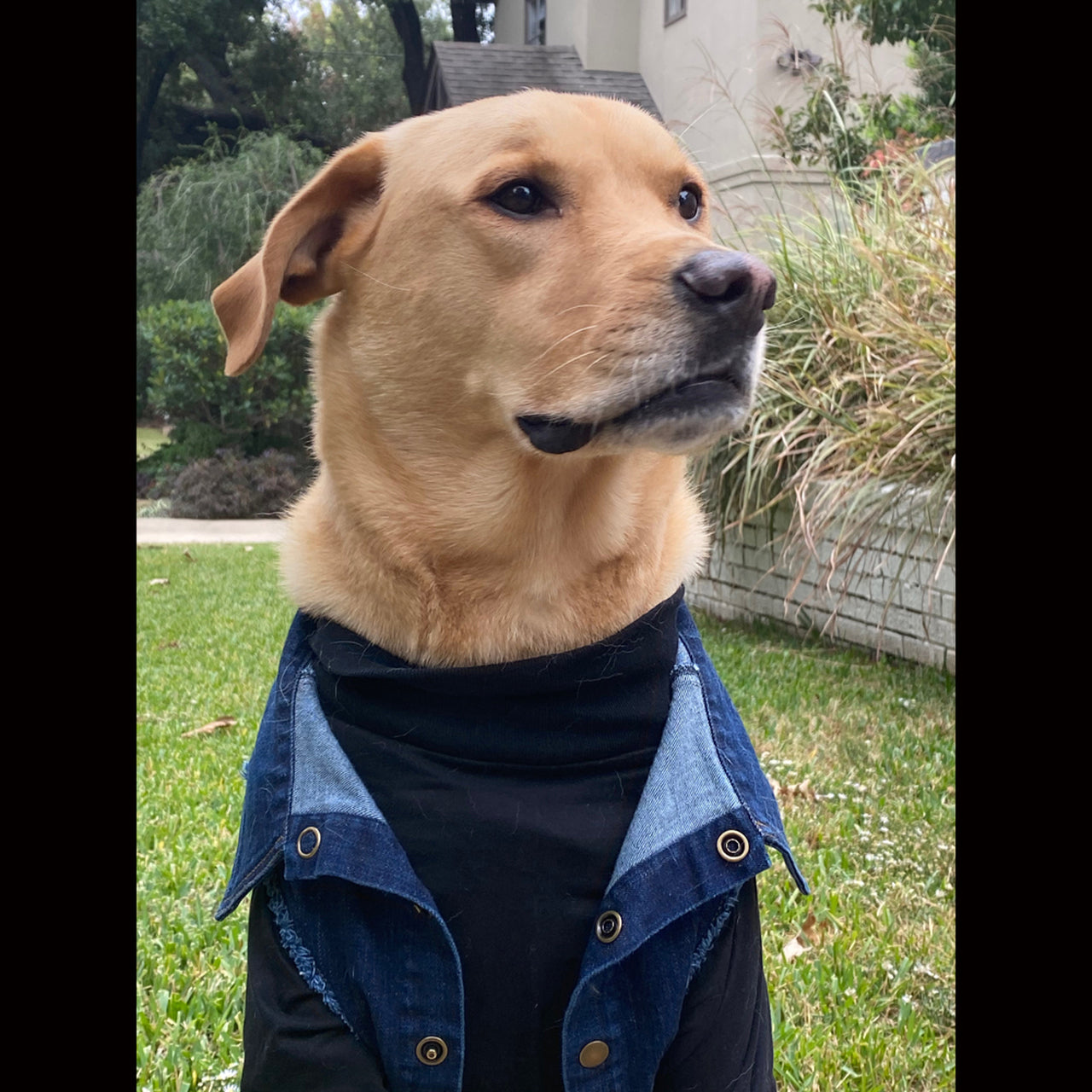 The James Dean - Denim Jacket