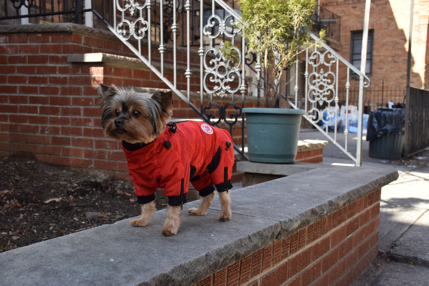 Classy Dog Body Suit