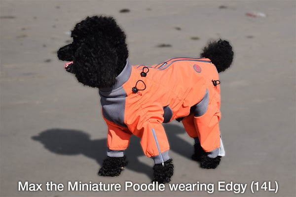 Standard Poodle Poodle Snowsuit Zesty Dog Body Suit – Chloe Cole