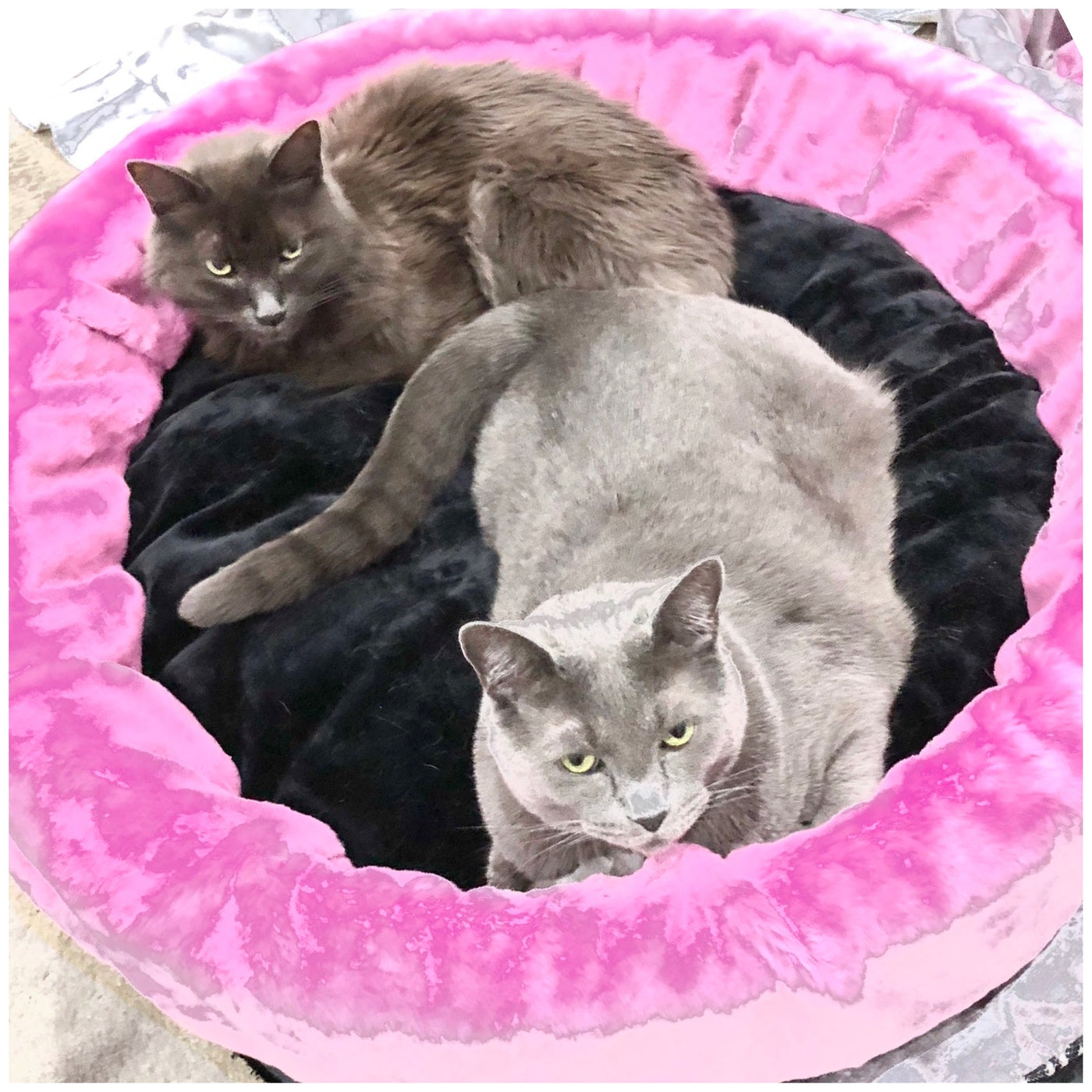 Luxury Bodacious Bucket Pet Bed (Custom) Sold Out