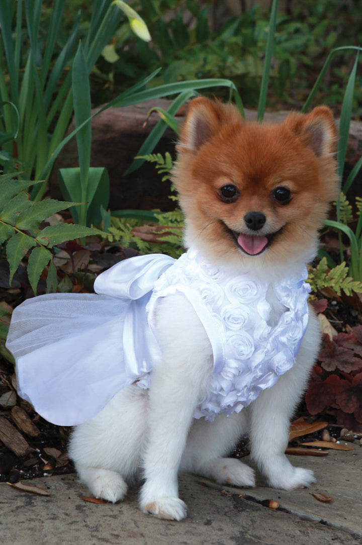 Bianca Rose Dog Dress