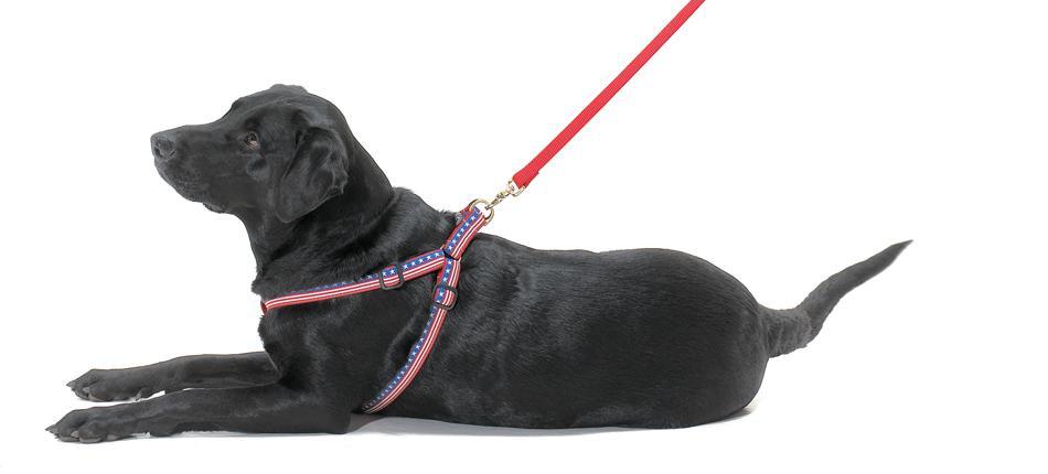 Colorful Hearts Dog Harness