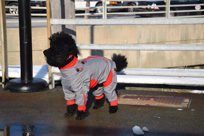 Zippy Full Body Suit for Dogs