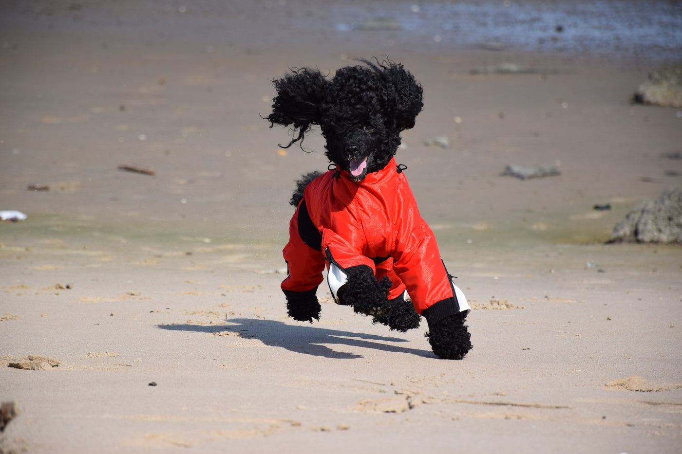 Classy Dog Body Suit