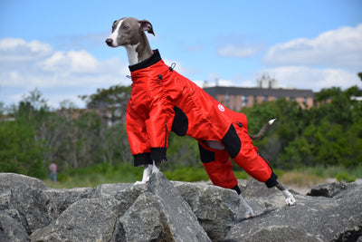 Classy Dog Body Suit