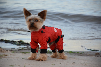 Classy Dog Body Suit