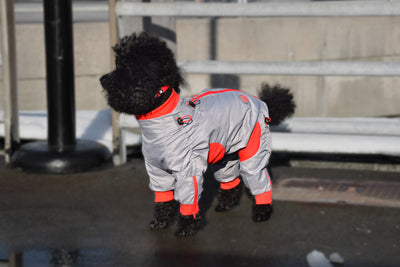 Zippy Full Body Suit for Dogs