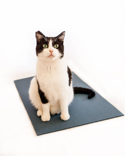 Slate Blue Cat Yoga Mat